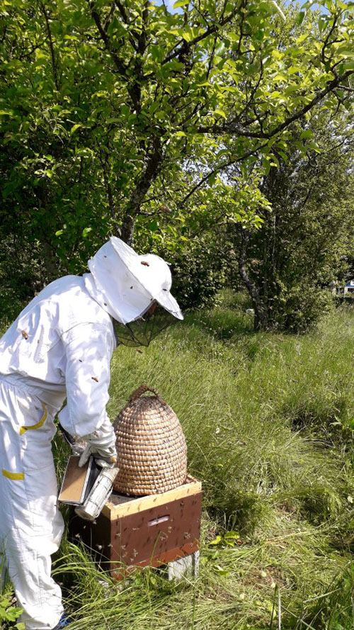 Pčele i zakonske regulative